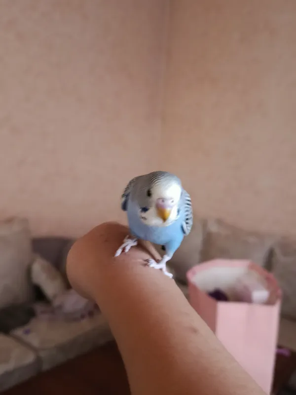 Ручной попугай . 1