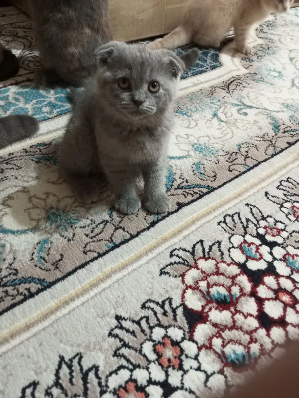 Скотиш Фолд. — фото 7