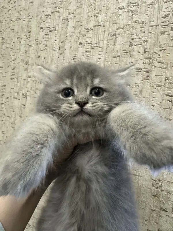 Котята скоттиш страйт Котята скоттиш страйт