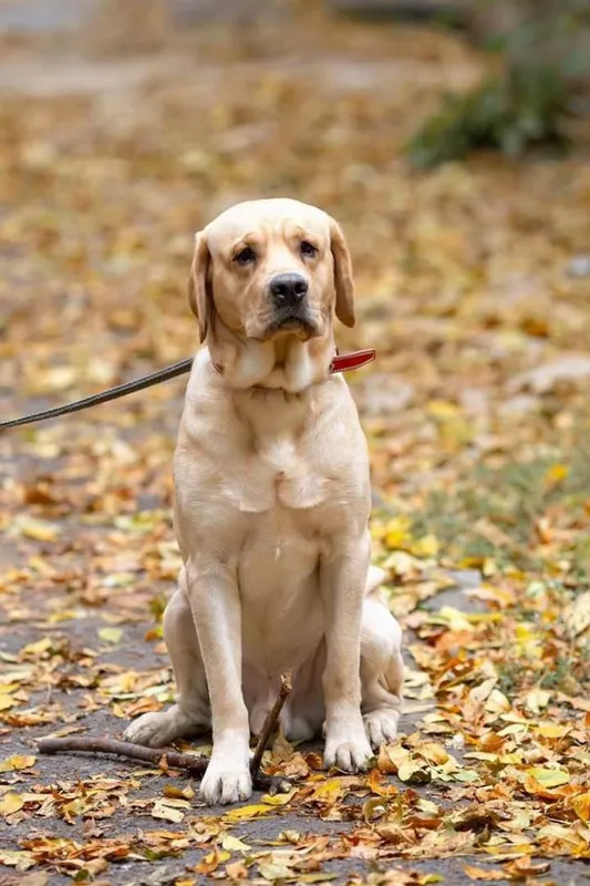 Sobaka poroda Labrador. Juda aqilli kuchuk. 5 oylik. Ota onasi klubniy — фото 2