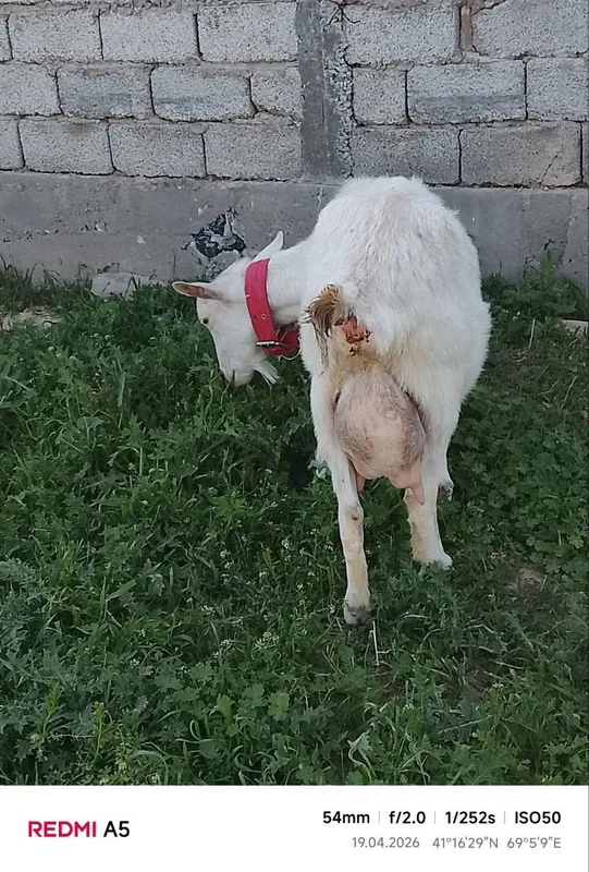 Nubin zotli echki 2 Nubin zotli echki 2