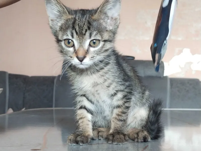 Котенок девочка 2 месяца 2 Котенок девочка 2 месяца 2