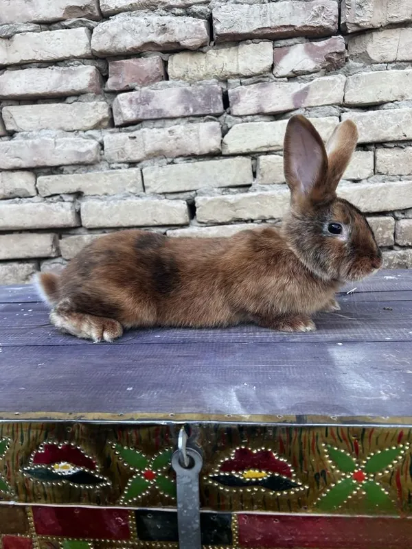 Кролик 3 Кролик 3
