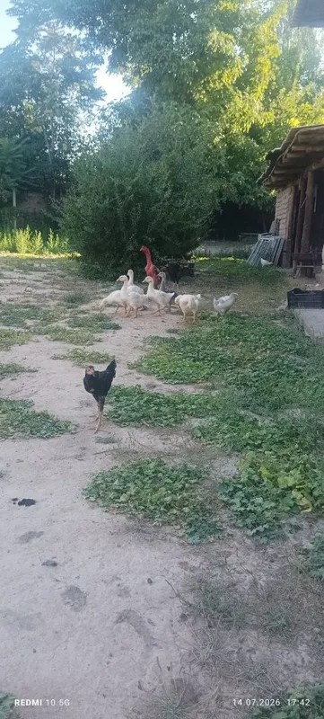 Goz jojasi sotiladi 3