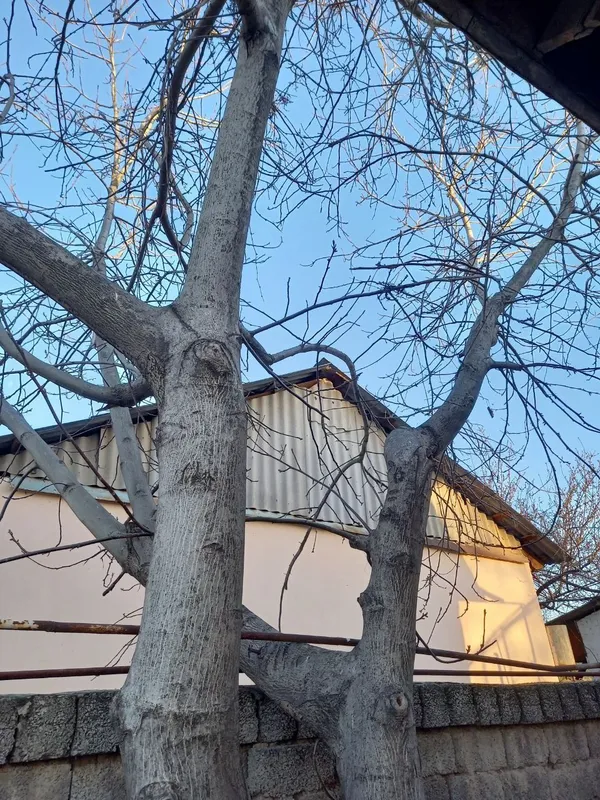 Йонгок дарахти дерево 3