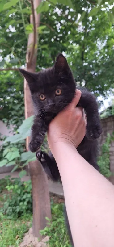 Котёнок в добрые руки девочка чёрная — фото 1