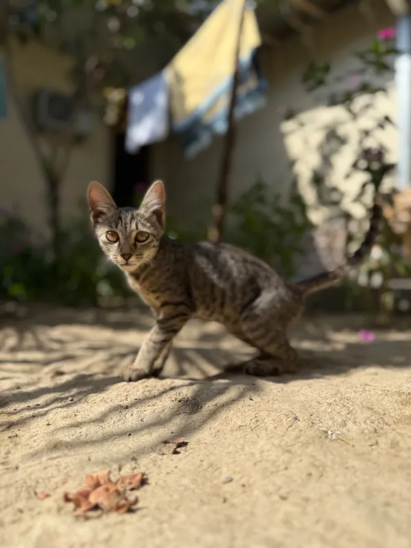 Очень ласковый котёнок, отдам в хорошие руки. цена договорная — фото 1