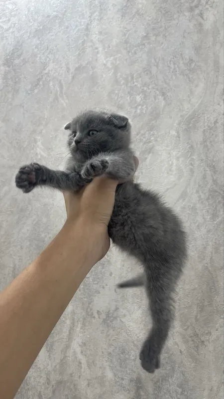 Продаются котята — фото 1