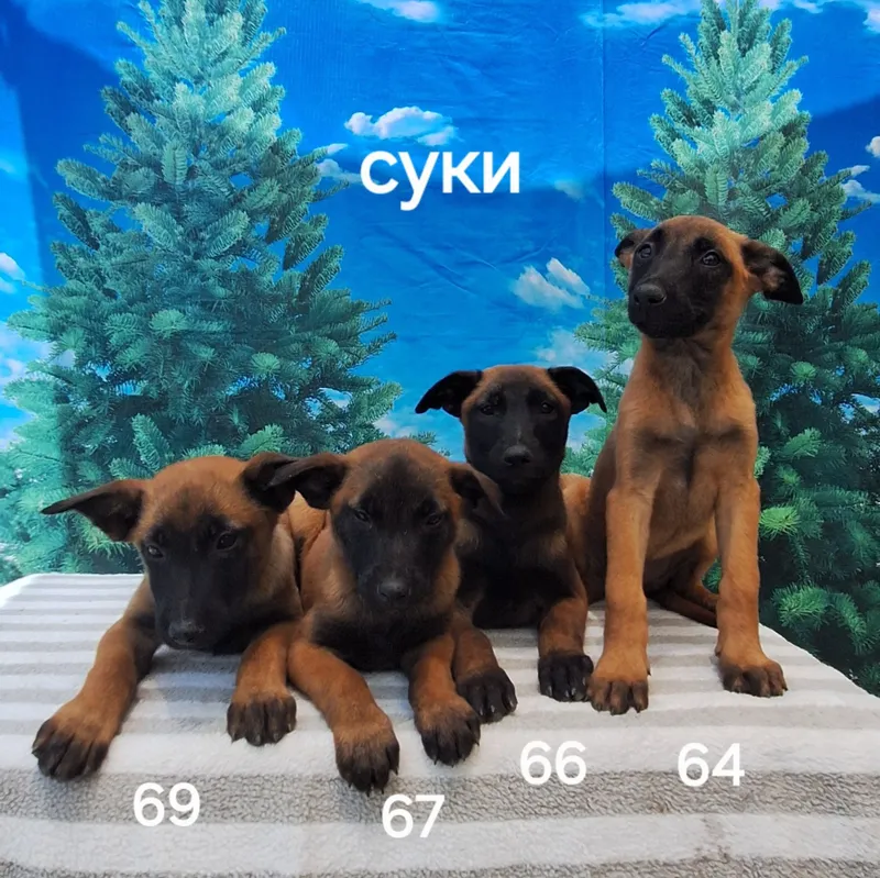 Продаются чистопородные щенки Малинуа — фото 1