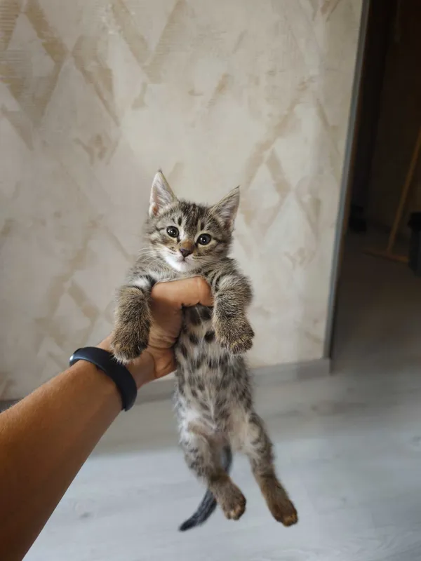 Отдадим котят в добрые руки 2 Отдадим котят в добрые руки 2