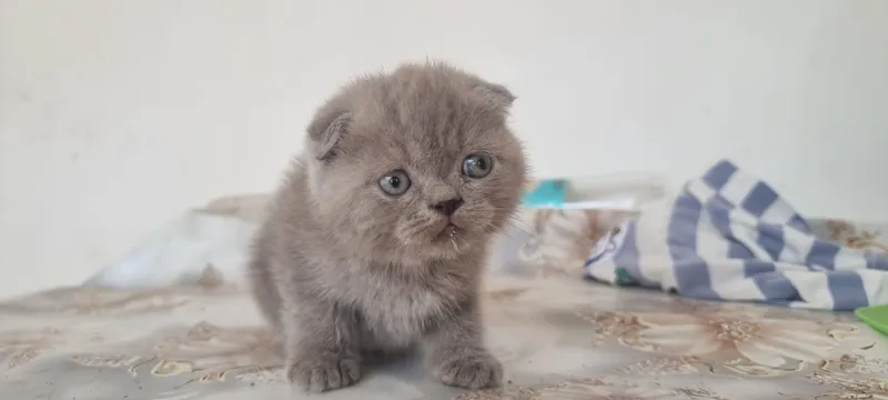 Котёнок скотишфолд 3 Котёнок скотишфолд 3