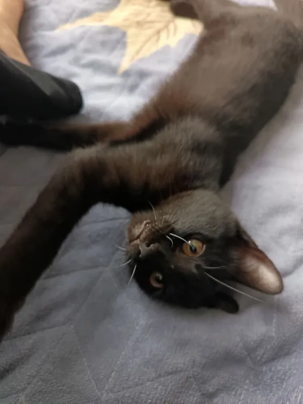 Срочно отдаю котёнка