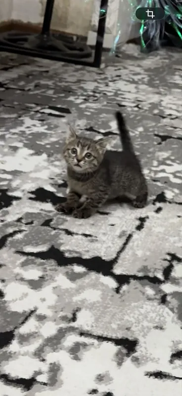 Отдам котёнка бесплатно 2
