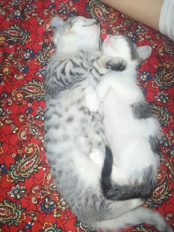 Домашняя кошка 3 Домашняя кошка 3