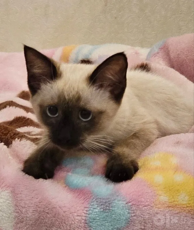 Сиамский котёнок 2,5 месяца 1 Сиамский котёнок 2,5 месяца 1