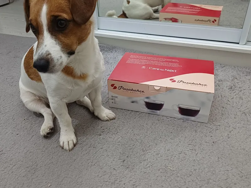 Вязка Jack Russell — Ташкент 4 Вязка Jack Russell — Ташкент 4