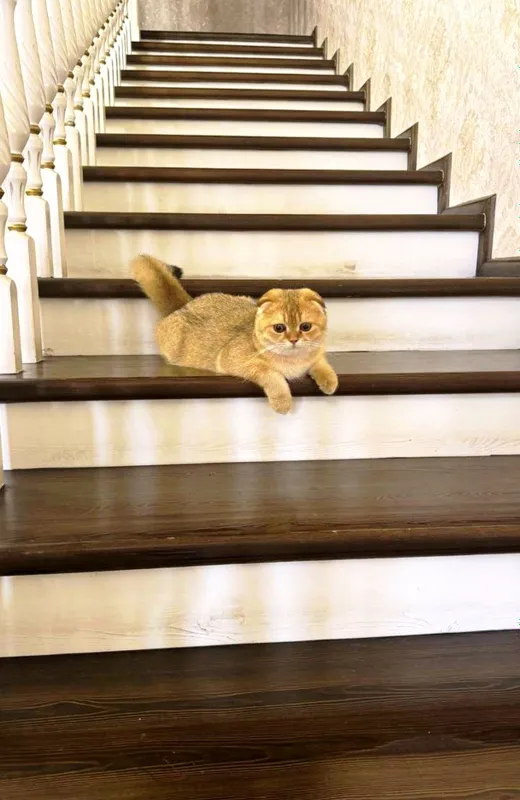 Продаётся чистокровный кот золотая шиншилла — фото 1