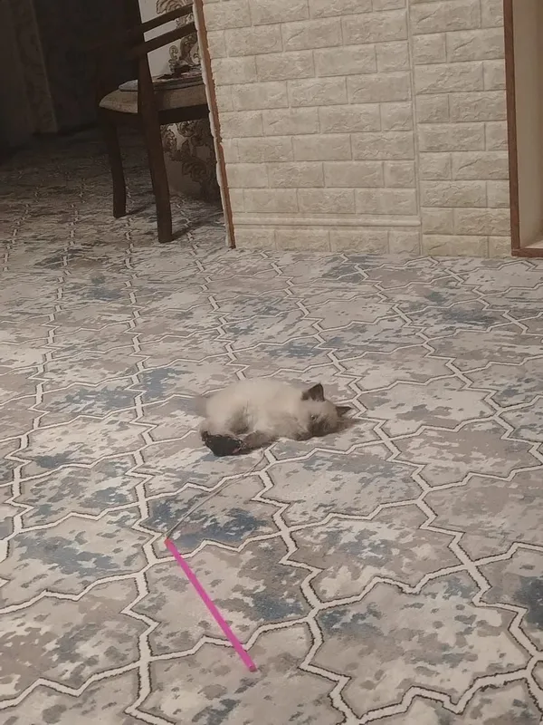 Продаётся котенок — фото 2
