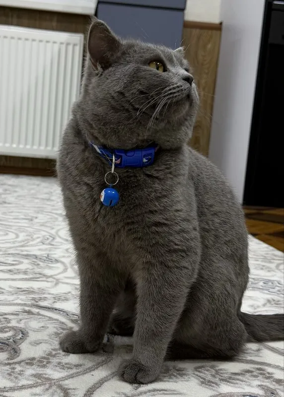 British Shorthair Blue. - Для вязки. КОТ НЕ ПРОДАЕТСЯ! — фото 1