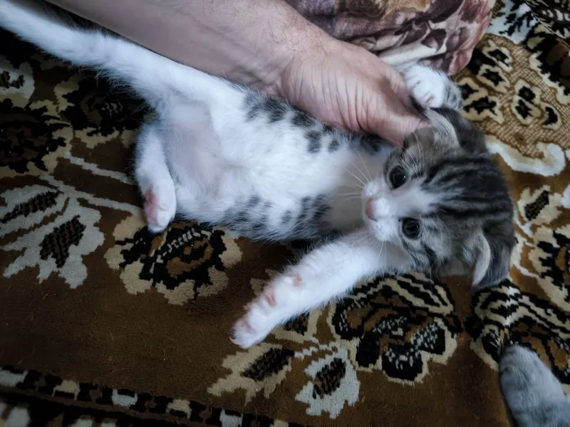 Котята вислоухие Скоттиш-фолд (вислоухие) и скоттиш-страйт (прямоухие — фото 7
