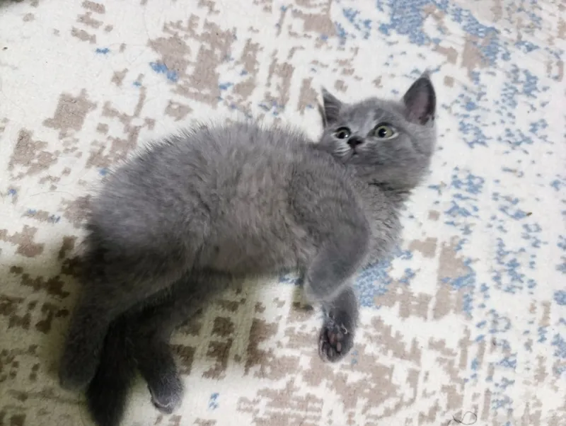 CSS porno rasmlar Porno qiz bir yigitni belbog bilan sikadi