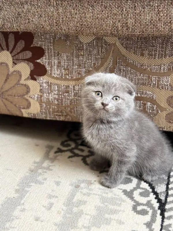 Scottish fold va scottish strayt mushuk bolalari sotiladi 3