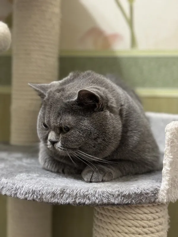 Вязка кота британской породы! — фото 1