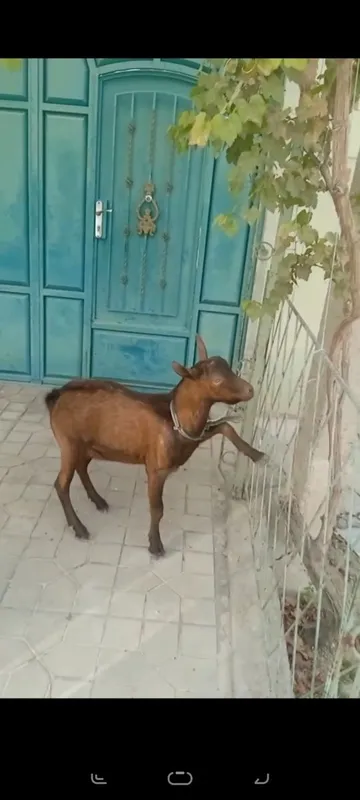 Alpin taka Artyom laqabli 1 Alpin taka Artyom laqabli 1