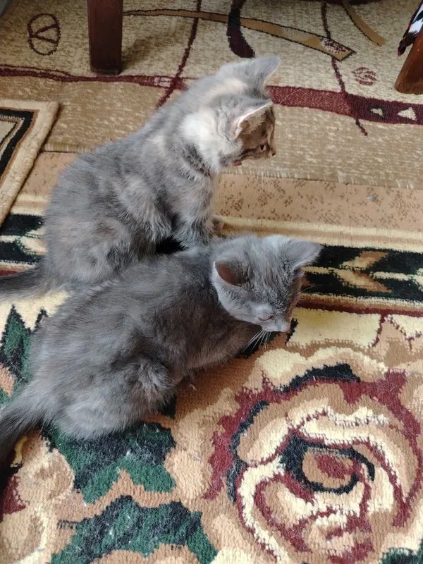 Котят отдам бесплатно 2 Котят отдам бесплатно 2