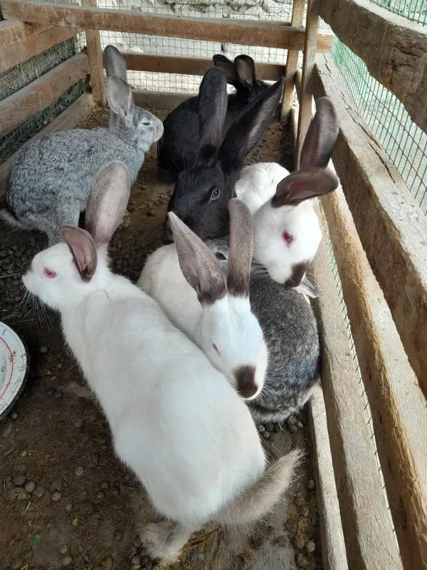 Zotdor duragay quyonlar xarxil ranglari bor katta kichigi xam — фото 4