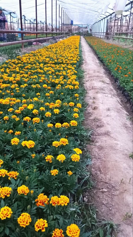 Gullar sotiladi narxi kelishilgan — фото 4