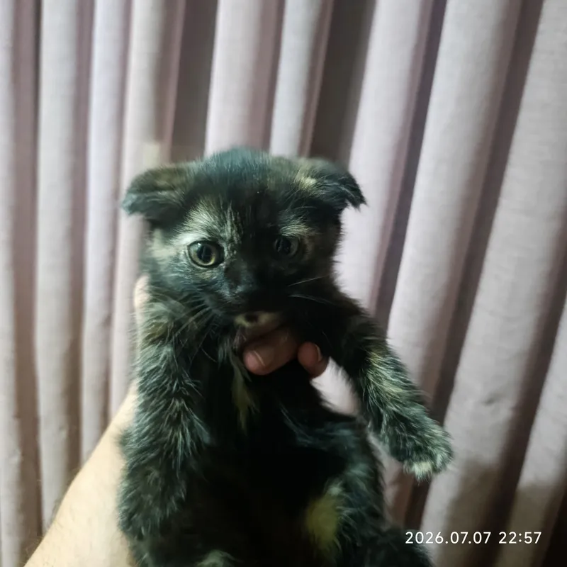 Отдам в добрые руки 4 котят! 1