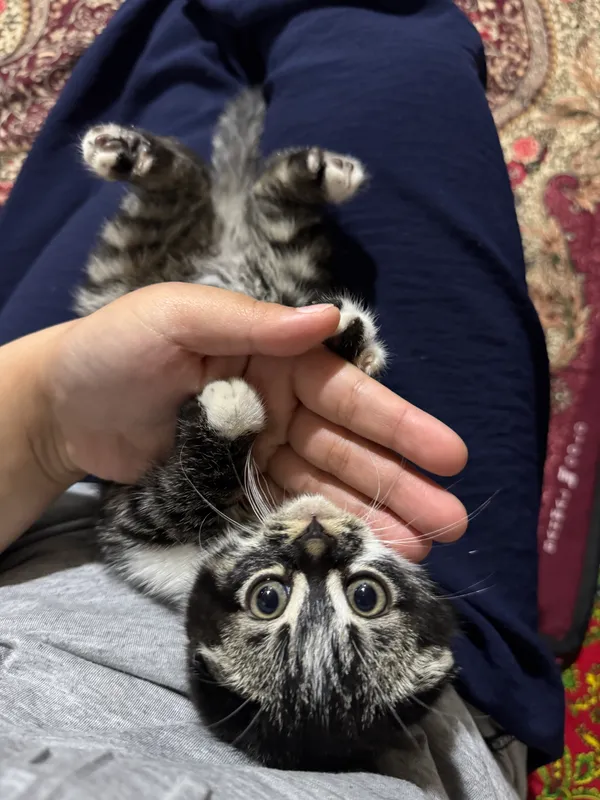 Скоттиш фолд 1 Скоттиш фолд 1