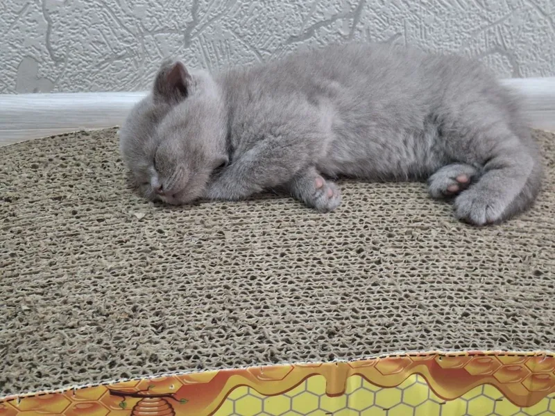 Продаются котята породестые. — фото 1