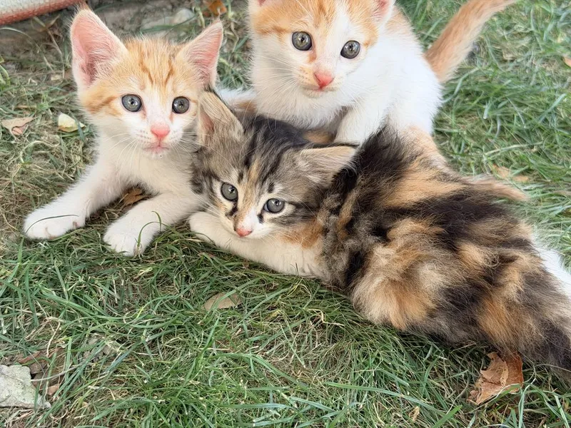 Котята в хорошие руки 6 Котята в хорошие руки 6