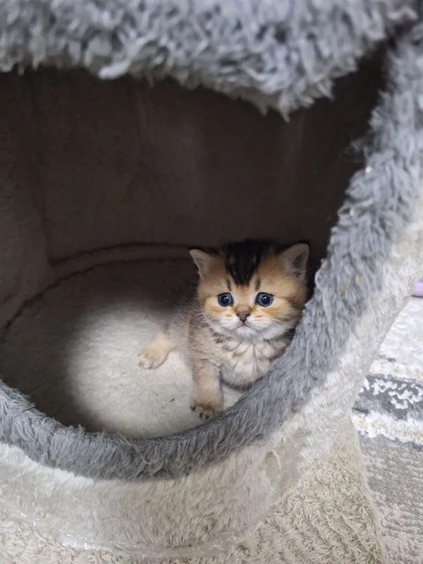 Шикарная кошка красавица (девочка) — фото 2
