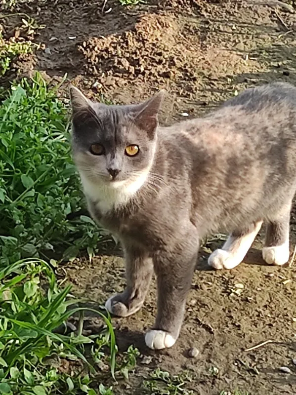Котята в добрые руки — фото 5