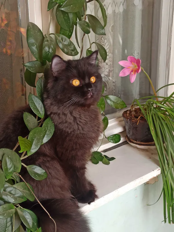 Кошечка в добрые руки — фото 1