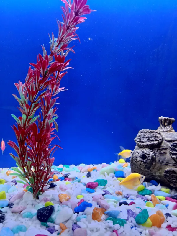 akvarium sotiladi 100 litrli baliglari bilan 2 akvarium sotiladi 100 litrli baliglari bilan 2