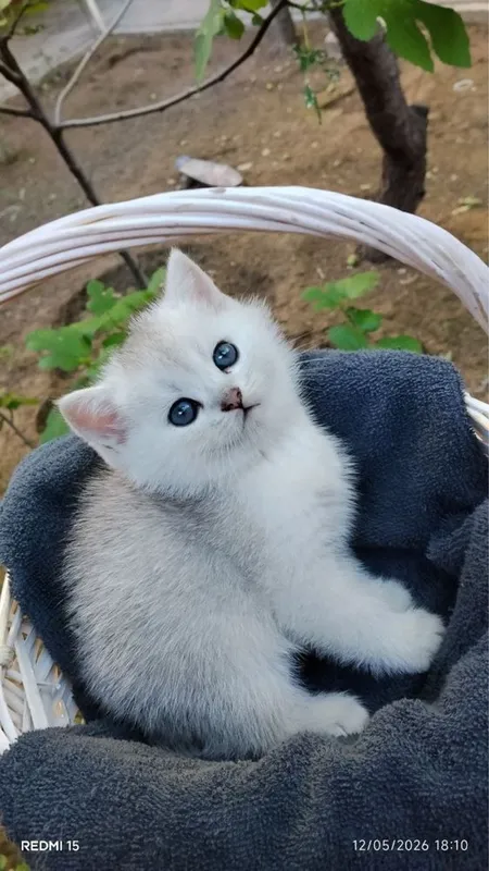 Shinshila mushuchalarimiz sotuvda