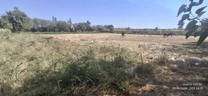 Уй сотаман томарқали — фото 2