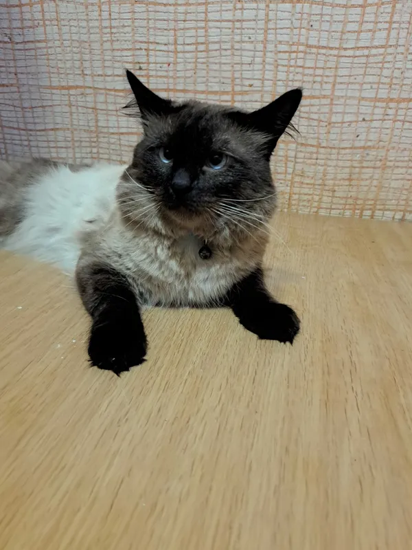 Кот исламский 3 годика 1 Кот исламский 3 годика 1