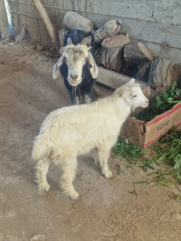Echki Ana bolo sogʻlom yeb ichishi yaxshi