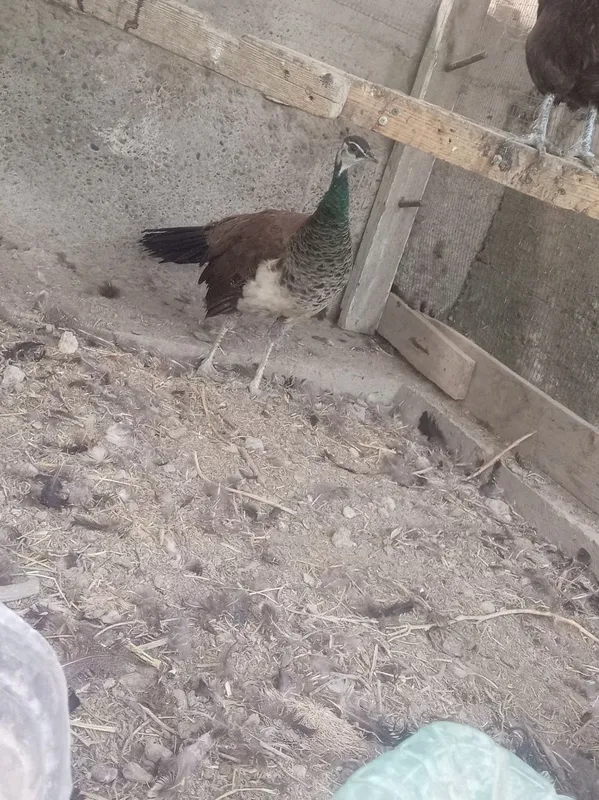 Tuvus tez va arzon sotiladi 1 Tuvus tez va arzon sotiladi 1