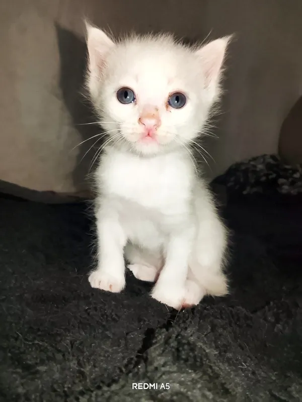 Turkish angora bir oyu ikki hafta oʻgʻil bola 1 Turkish angora bir oyu ikki hafta oʻgʻil bola 1
