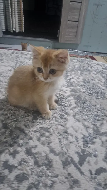 продаётся кошка золотая шиншилла 2