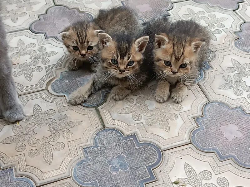 Шотландский скоттиш фолд 4