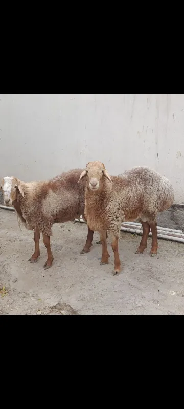 Кучкорлар сотилади