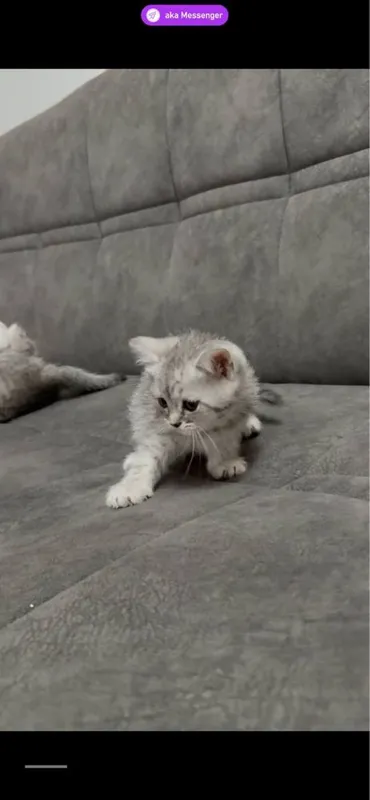serebrsty shinshila stray 2 yarm oy