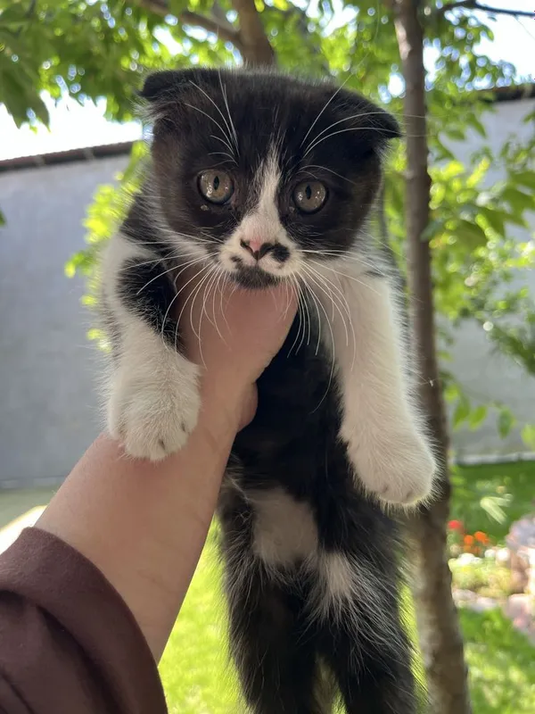 Skitosh fold qiz bola sotiladi 3,5 oyli 1